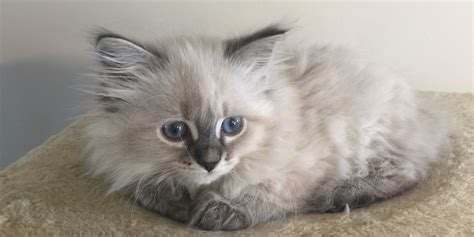 siberian kittens for sale dallas|siberian kitten for sale dallas.